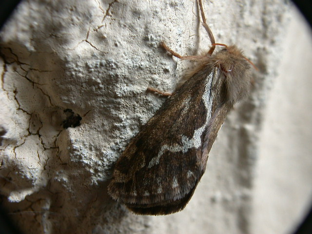 Hepialus (= Pharmacis) lupulinus